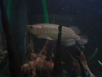 jardini_arowana.jpg