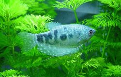 Marble_Gourami_7.JPG