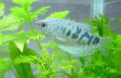 Marble_Gourami_3.JPG