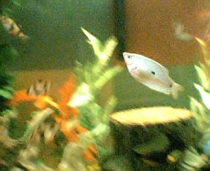 goutami_in_middle_of_tank__above_center_piece001.jpg