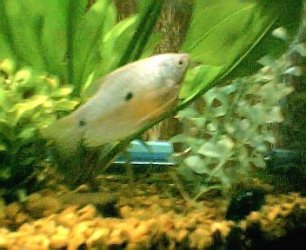 gourami_good_001.jpg