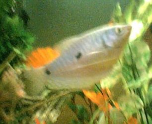 shaky_but_good_gourami001.jpg