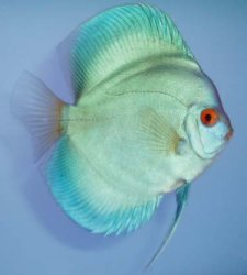 Blue_discus.jpg