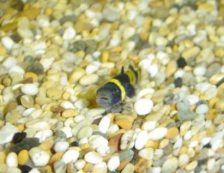 bumblebee_goby.jpg