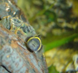 Bumblebee_goby3.jpg