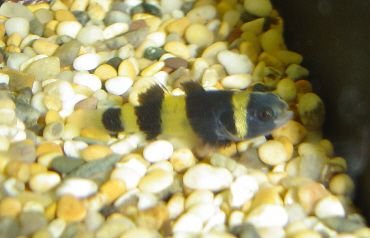 Bumblebee_goby5.jpg