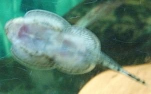 Underside_of_Hillstream_Loach.jpg