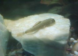 Chinese_Hillstream_Loach_2.jpg