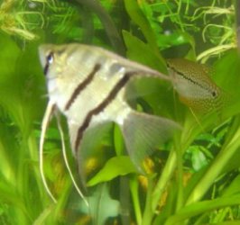 striped_angel_and_pearl_gourami.jpg