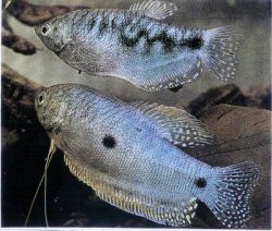 gourami__20blue_20or_203_spot_201.jpg