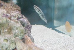 banded_goby.jpg