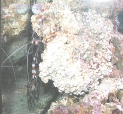 coral_banded_3.jpg