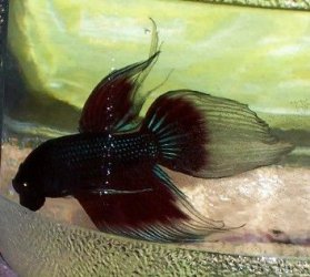 newbbetta2.jpg