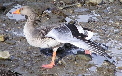 greylag.jpg