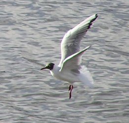 tern.jpg