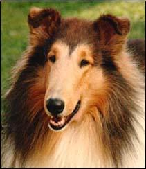 roughcollie.JPG