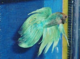 flaringjadebetta.jpg