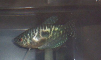 Opaline_Gourami_005.jpg