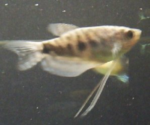 Opaline_Gourami_001.jpg