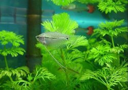 Pearl_Gourami_3.jpg