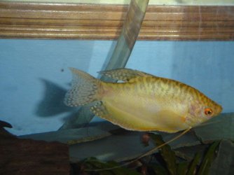 gourami.jpg