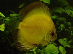 yellow_discus_female.JPG