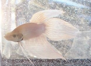 new_white_betta_boy_2.jpg