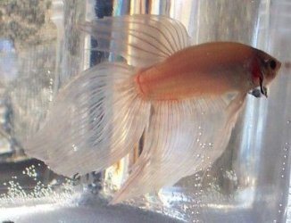 new_white_betta_boy_flare_1.jpg