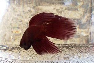 new_red_betta_boy_1.jpg