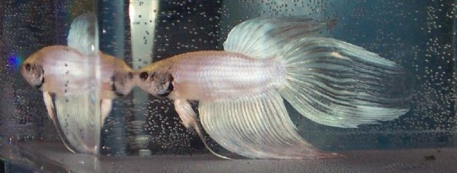 new_white_betta_boy_2a.jpg