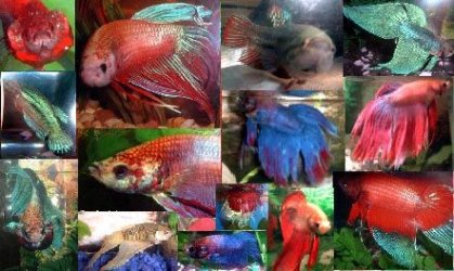 betta_collage.JPG