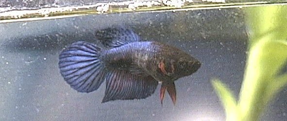 bestbetta3.jpg