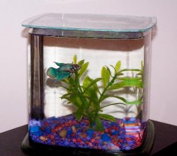 1gallon_femalebetta_1.jpg