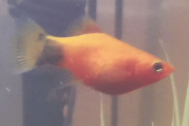 platy 1.png