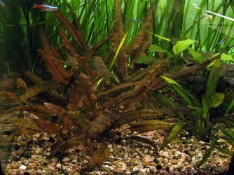 Cryptocoryne wendtii red.jpg