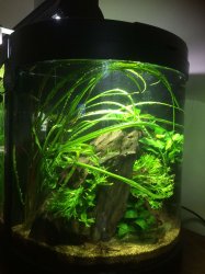 Shrimp Tank - I like it!.jpg