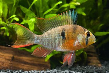 Mikrogeophagus-altispinosus-adult male.jpg