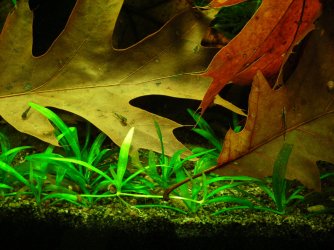 Pygmy Cory & Farlowella fry Sep 30-14.JPG