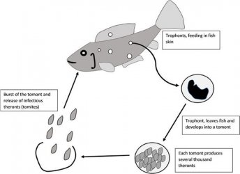 618px-Life_cycle_of_Ichthyophthirius_multifiliis.jpg