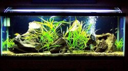 45gallon_hot_tank_march20.jpg