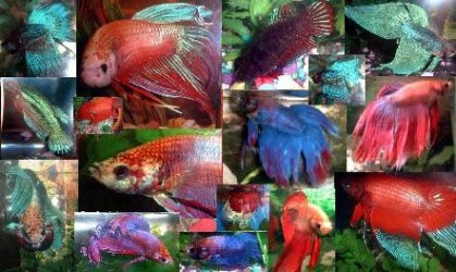 betta_collage.JPG