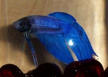 betta_montage_lavender.jpg