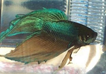 betta_montage_gold_green1.jpg