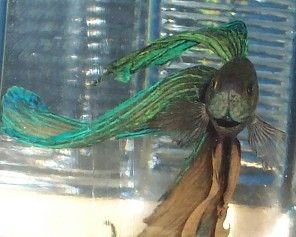 betta_montage_gold_green2.jpg