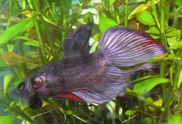 betta3.jpg