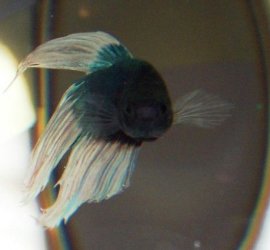 blue_butterfly_betta.jpg