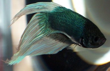 blue_butterfly_betta2.jpg