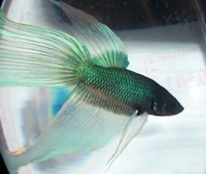 blue_butterfly_betta3.jpg