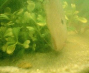 gourami__first_day_with_sand__near_pot001.jpg