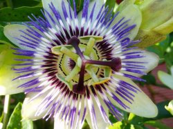 Passion_flower.jpg